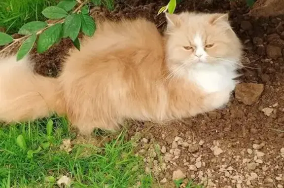Chat perdu, Plougastel-Daoulas, photo: Chat perdu à Plougastel-Daoulas