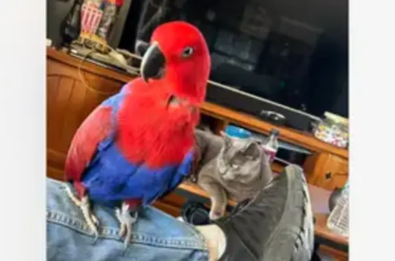 Lost Beloved Bird: Red & Blue, MacKenzie St