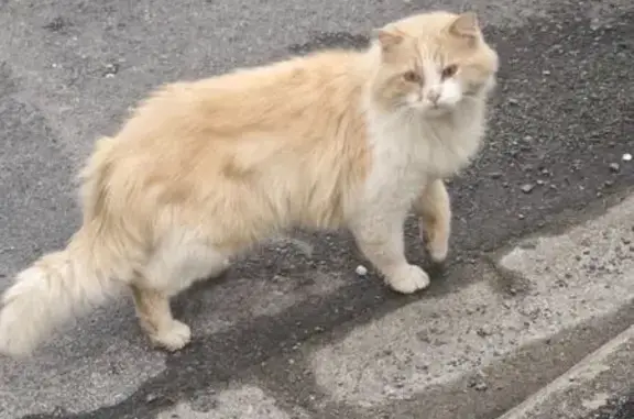 Chat trouvé affamé, sociable, Rue d'Elne - photo
