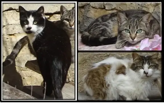 Trois chats errants dans notre cour - photo