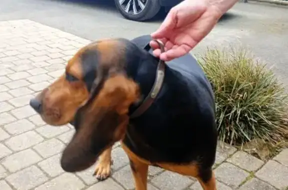 Chienne basset noire et marron trouvée à Pornic - photo