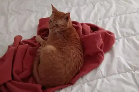 Animaux trouvés Paris, photo: Chat roux adulte trouvé à Paris 13e