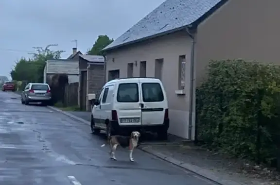 Animaux trouvés , photo: Chien trouvé Rue des Moriers, Sublaines