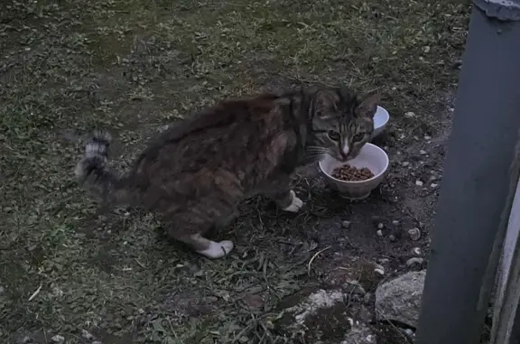 Chat mâle tigré trouvé, queue cassée - photo
