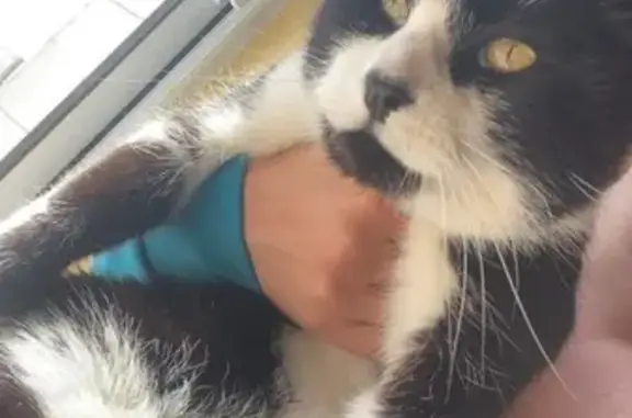 Animaux trouvés , photo: Chat sociable trouvé à Monhoudou