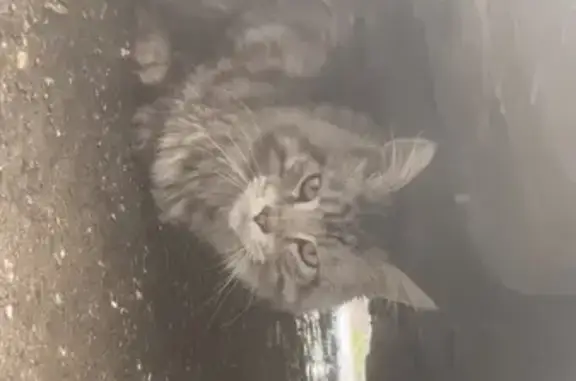 Chat trouvé Alès, photo: Chat Main Coon trouvé à Alès, secteur Tamaris