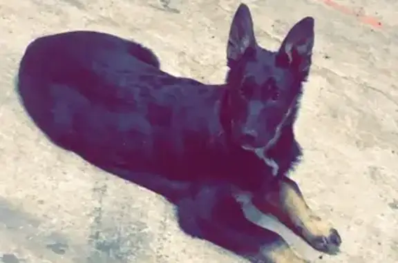 Chien perdu, type malinois, Le Marais Héry - photo