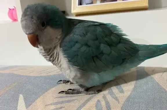 Lost Blue Quaker Parrot on McLean St