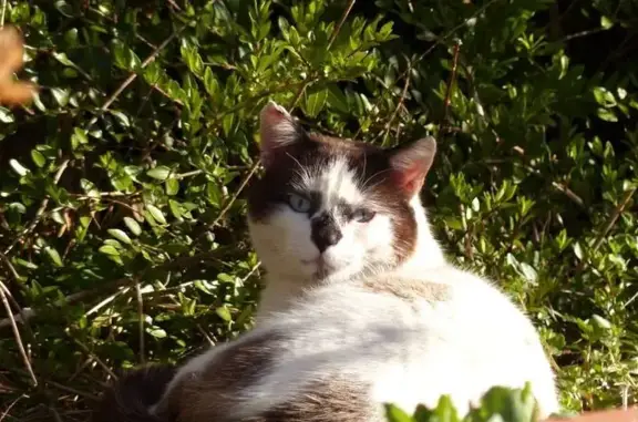 Chat trouvé , photo: Chat mâle blanc tacheté marron trouvé