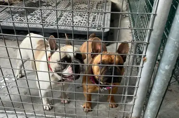 Deux bouledogues trouvés à Champniers - photo