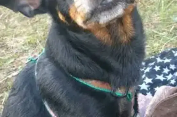 Pinscher nain perdu à Bizanos - photo