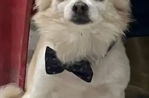 ¡Urgente! Chihuahua perdido necesita medicación