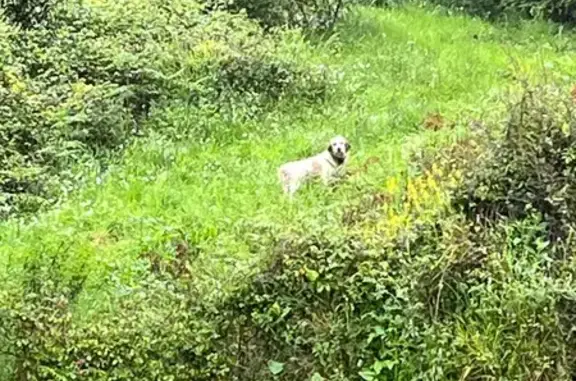 Chien Griffon trouvé à Cognocoli-Monticchi - photo