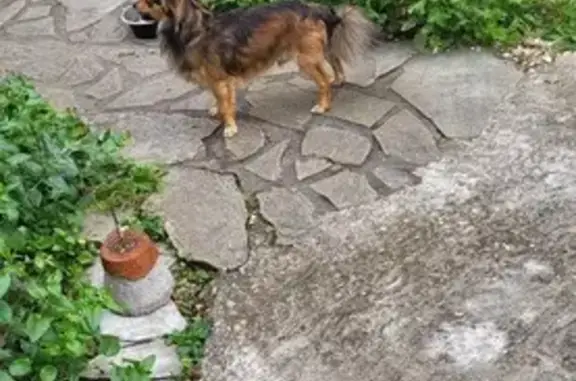 Chien trouvé Paray-Vieille-Poste, photo: Petit chien trouvé Rue Robespierre