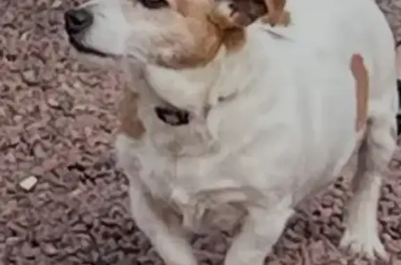 Chien trouvé La Chapelle-sur-Erdre, photo: Chienne type Jack Russel trouvée à Nantes