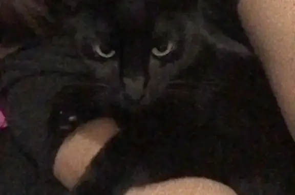 Chat perdu, Puget-Théniers, photo: Chat mâle 2 ans disparu à Puget-Théniers