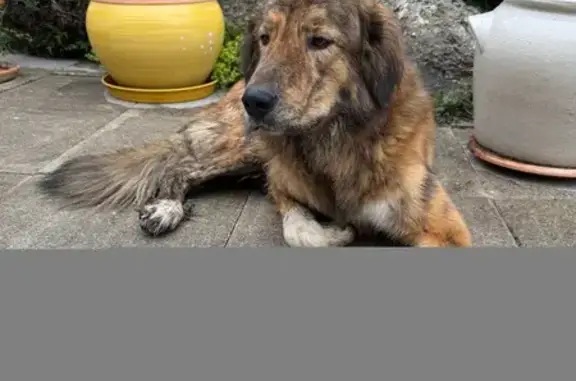 Chien trouvé entre Marcy et Ste-Consorce - photo