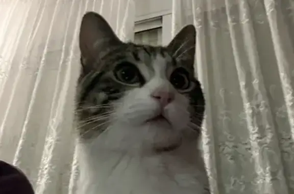 ¡Ayuda! Gato Perdido en Barcelona