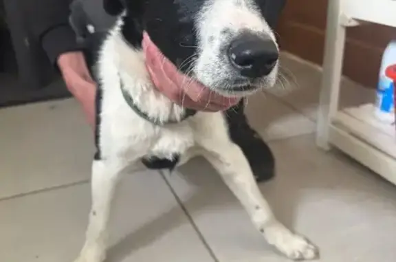 Chien trouvé Vasselay, photo: Chiot noir & blanc trouvé à Vasselay