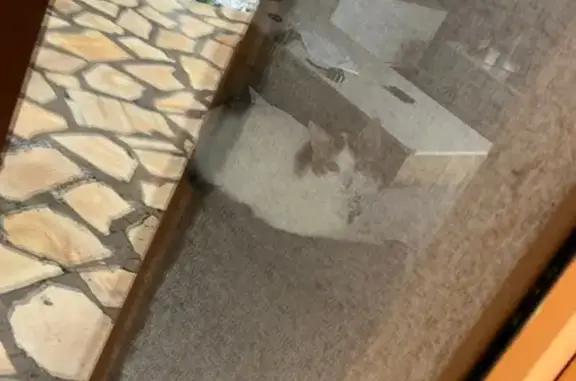 Animaux perdus , photo: Chatte Boulette perdue à Ussel d'Allier