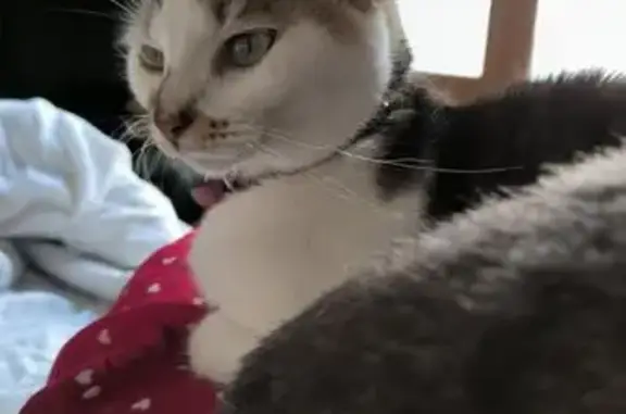 Chat perdu : Nala, collier rouge, Loriges - photo