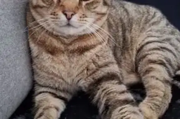 Chat perdu, Jouy-le-Potier, photo: Chat mâle tigré disparu à Jouy-le-Potier