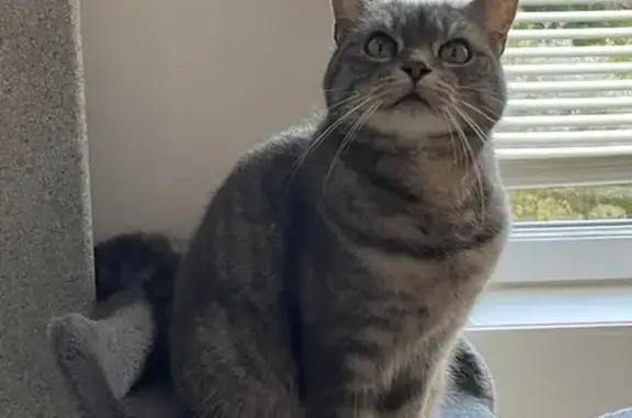 Animaux perdus Semoy, photo: Chat perdu : femelle tigrée grise à Semoy