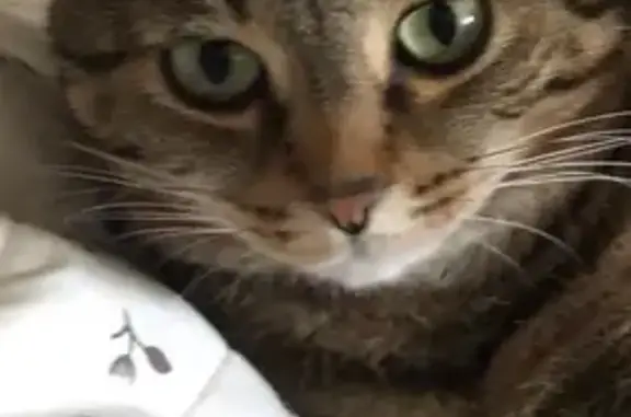 Disparition : Chat tigré Sacha à Belfort - photo