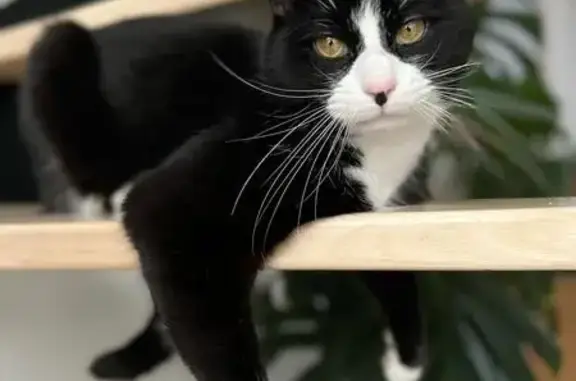 Chat perdu, Wasquehal, photo: Perdu : Chat mince Pato, Rue de Mons