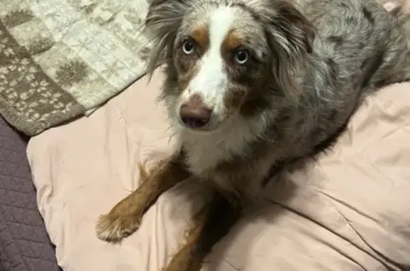 Lost Grey Dog: White Bear Lake Alert
