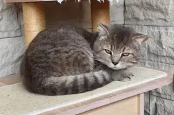 Chat gris mâle trouvé, Chemin du Mont-Gros - photo