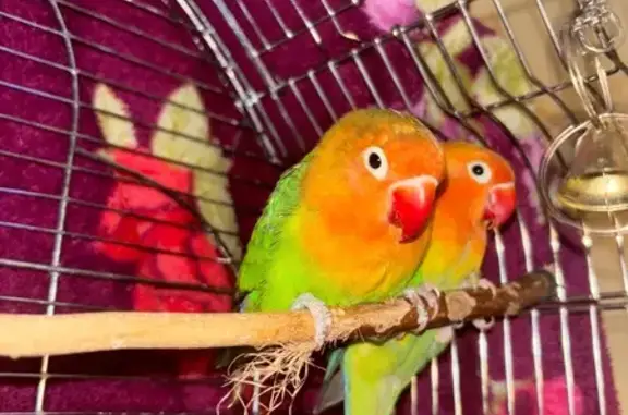 ¡Ayuda! Perdidos: Agapornis Lucho y Luna