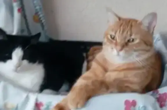 Chat tigré roux disparu à Aurignac - photo