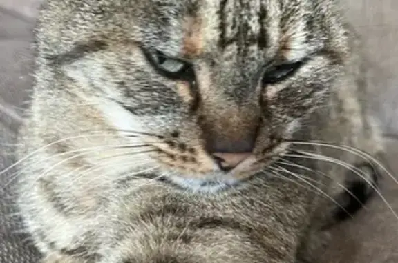 Animaux perdus Salon-de-Provence, photo: Chat gris tigré perdu, Salon-de-Provence