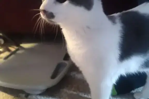 Found pets , photo: Found: Friendly White & Grey Cat in Grand Chute