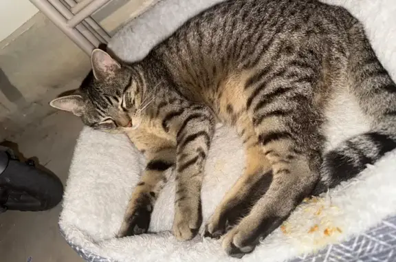 Found: Friendly Young Female Cat in Boerne