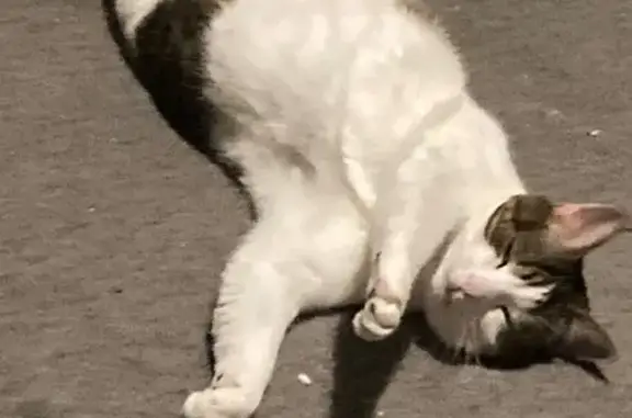 Chat perdu, Ay-sur-Moselle, photo: Chatte tigrée-blanche perdue à Ay-sur-Moselle