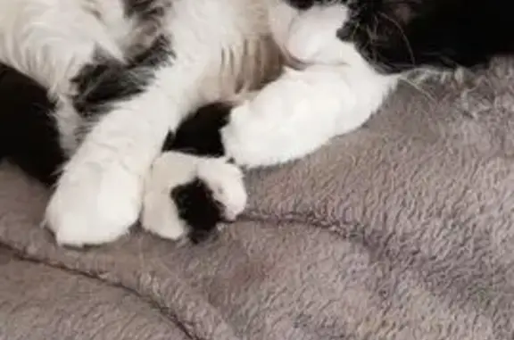 Chat perdu, Sallanches, photo: Chat perdu : Féline, 15 ans, Route de Passy