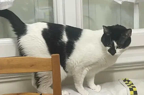 Chat perdu, Chartrettes, photo: Chat européen perdu à Chartrettes