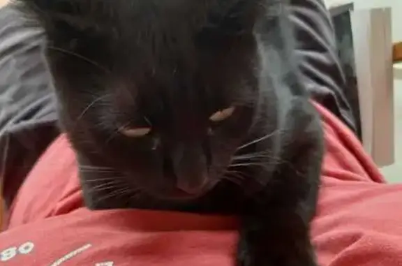Animaux perdus Romilly-sur-Seine, photo: Chatte noire perdue à Romilly-sur-Seine