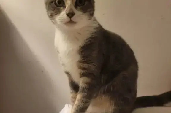Chat perdu, Mouchard, photo: Chatte grise et blanche perdue à Mouchard