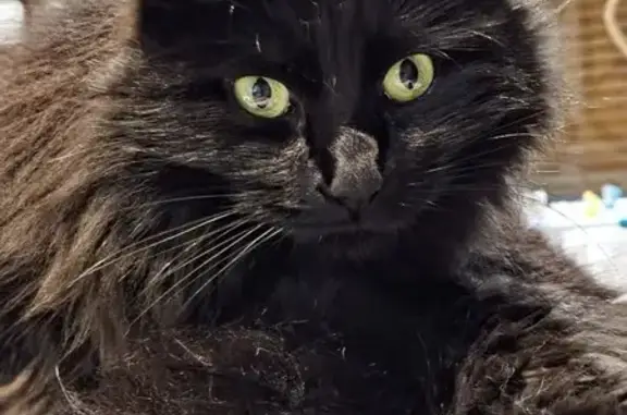 Animaux perdus Tilly-sur-Seulles, photo: Chat noir et marron perdu à Tilly-sur-Seulles