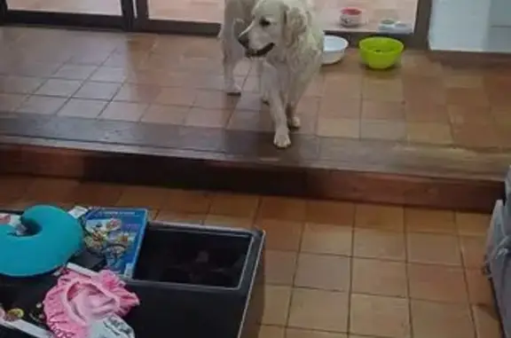 Golden retriever trouvé à Montluçon - photo
