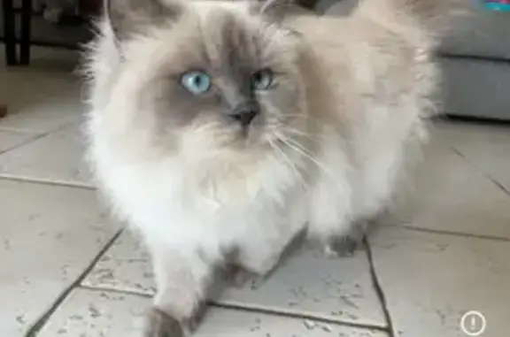 Chat perdu, Bouc-Bel-Air, photo: Chatte sacrée de Birmanie perdue à Bouc-Bel-Air