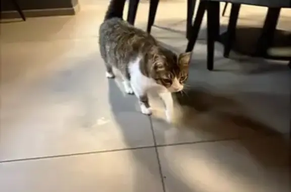Chat tigré gris-blanc trouvé à Bastia - photo