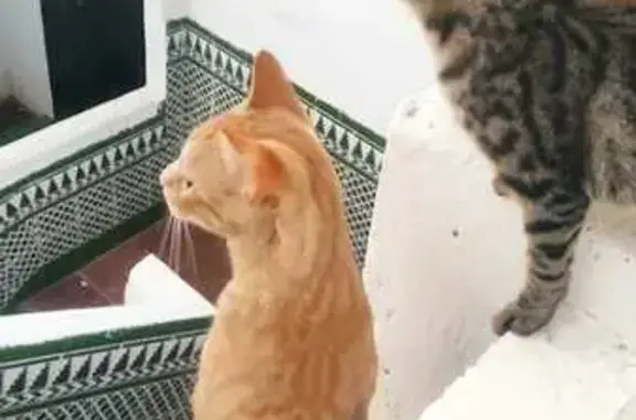 Gato Anaranjado Perdido en Málaga