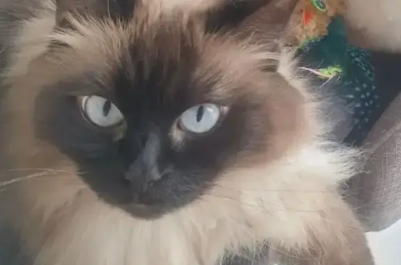 Chat Bianca perdu à Allouagne - photo