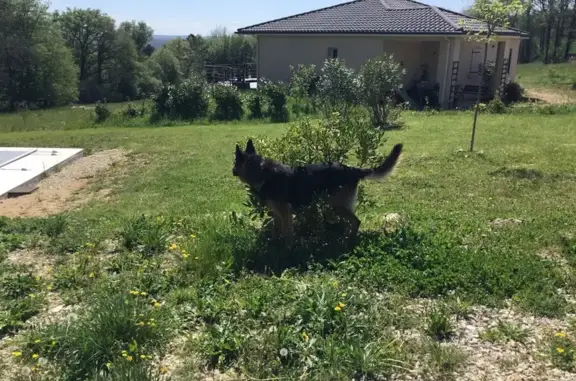 Chien mâle âgé trouvé à Cubjac-Auvézère - photo