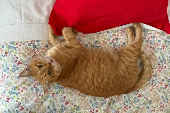 Animaux perdus Marmande, photo: Chat perdu, Rue Michel de Montaigne, Marmande