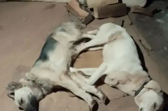 Animaux perdus , photo: Chien mâle blanc beige perdu à Castelnau